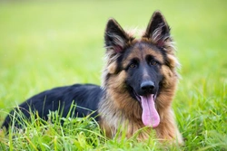 Lymphedema in Dogs: Symptoms, Causes & Care Guide