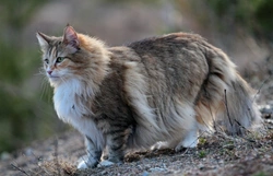 10 Things You Must Know About Norwegian Forest Cat Before Buying