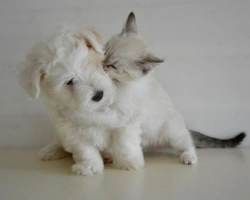 Adotta un animale domestico in Sardegna