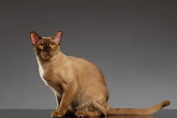 10 Fascinating Facts About Burmese Cats in the UK