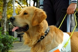 Service and Assistance Dogs: Roles and Training in the UK