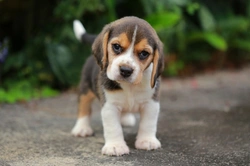 5 Essential Tips for Toilet Training Your Puppy