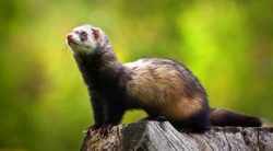 Differences Between European Polecat & Domestic Ferret