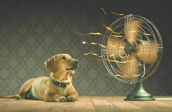 5 Effective Ways to Keep Your Dog Cool in Hot Weather