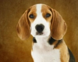 Come adottare un cane, tutti i passi da seguire