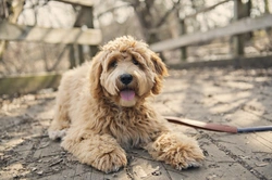 10 Things to Know About Labradoodles Before You Buy