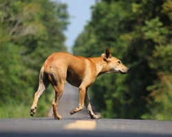 Associazioni Animali: ACL Onlus