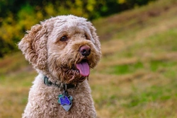 Cockapoo Price Guide UK 2025: Average Cost Explained