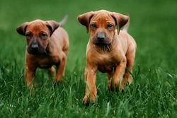 How Male and Female Puppies Interact: Key Insights from New Study