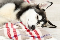 Canine Sleep Disorders: Common Types and Treatments