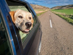 Why Dogs Love Sticking Their Nose Out of Car Windows
