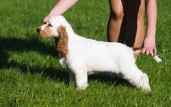 Familial Nephropathy in Cocker Spaniels: Causes & Testing