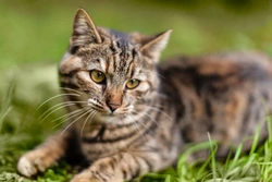 10 maneras efectivas para ayudar a tu gato a estar en forma