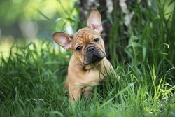 7 Essential Summer Safety Tips for French Bulldog Owners