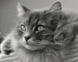 Il gatto anallergico esiste? Info sul siberiano e non solo.