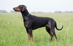 Narcolepsy DNA testing for Doberman Pinscher dogs