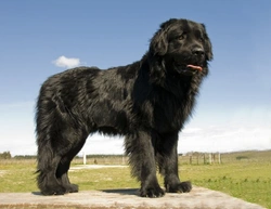 The Large and Lovely Newfoundland Dog: Gentle Giant Guide
