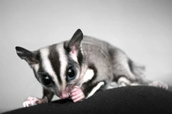 Do Sugar Gliders Make Good Pets? Expert Care Tips