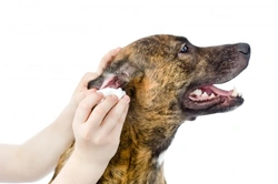 How to Clean Your Dog’s Ears: Step-by-Step Guide