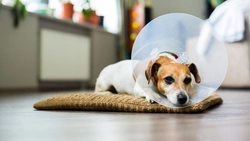 How to Care for a Dog After Neutering: Complete Guide