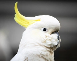 Sulphur Crested Cockatoo Care Guide: Habitat, Feeding, and Breeding