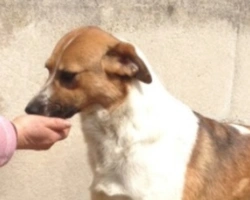 Adozioni cani: la storia di Evelyn, cagnolina curiosa