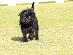 Training the Affenpinscher: Expert Tips for Success