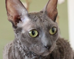 Cornish Rex: prezzo, carattere e mantello del gatto dal pelo riccio