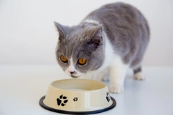 Mejor comida para gatos: guía esencial de alimentación