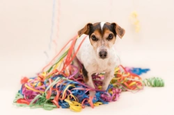 6 Essential Dog Safety Tips for Birthday Celebrations