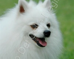 Volpino Italiano: descrizione, origini e caratteristiche