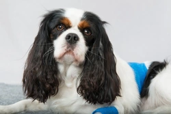 Helping Your Dog Recover Quickly After Surgery: Essential Care Tips