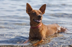 Sea Water Poisoning in Dogs: Prevention and Treatment Guide