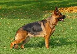Complete Guide to Nutrition for the German Shepherd