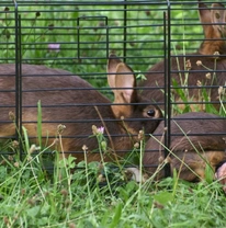 Getting a rabbit run: Key considerations for safety and fun