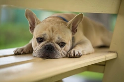 5 Essentials to Take for Your First Visit to Crufts 2025