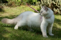 Is Walking Your Cat on a Lead as Crazy as It Sounds?