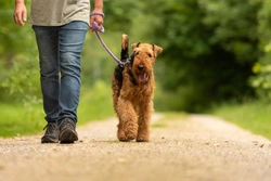 6 Benefits of Solo Dog Walks & Ethical Puppy Buying UK 2025
