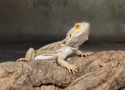 Bearded Dragon Behaviour: Decoding Common Signs