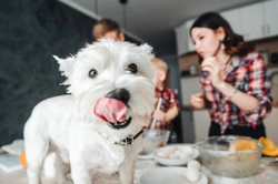 Why raw dough is dangerous to dogs – crucial risks explained