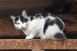 Keeping an FIV-positive cat healthy: Essential care tips