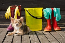 Expert Spring Cleaning Tips for Dog Owners in 2025