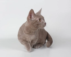 The Munchkin Cat: A Unique Breed Guide