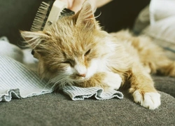 Cats and Hairballs: What You Need to Know in 2025