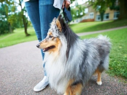 Should the UK reintroduce compulsory dog licences?