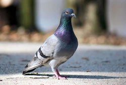 Racing pigeons: a beginner's guide to getting started
