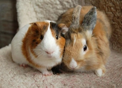 Rabbits or Guinea Pigs? Which Pet Is Best for You?