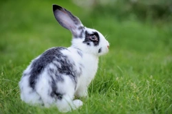 Why Is My Rabbit Limping? Causes, Diagnosis & Care