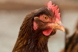 Blindness in Chickens: Causes, Signs and Care Guide