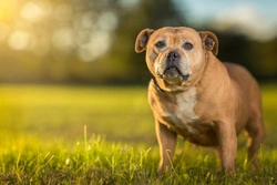 Disseminated Intravascular Coagulation (DIC) in Dogs Explained